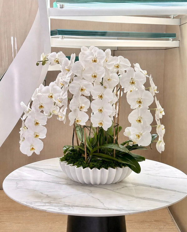 ORCHID COLLECTION
