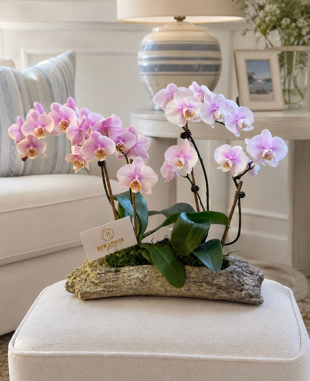 PETIT ORCHID