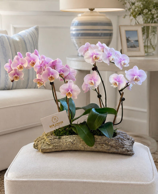 PETIT ORCHID