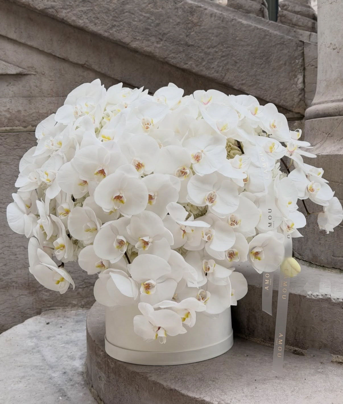 SWAN OF ORCHIDS
