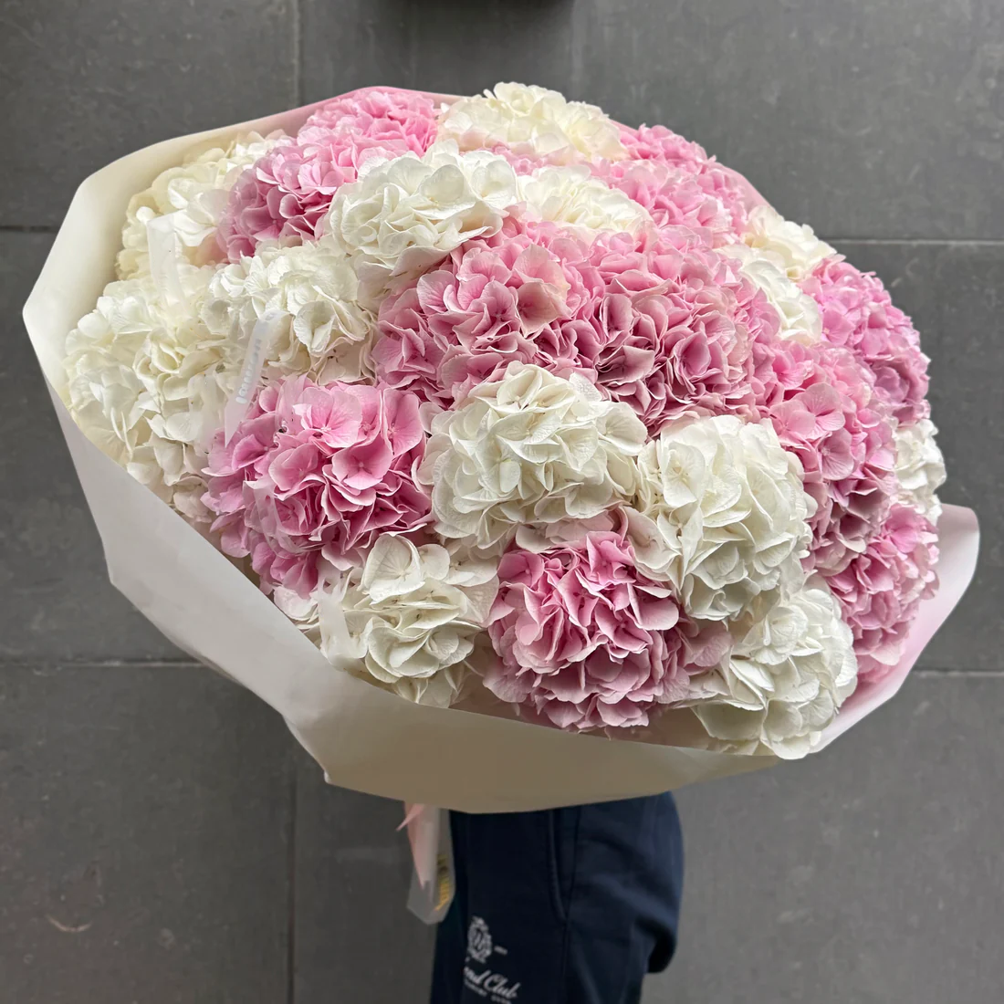 25 AMOUR HYDRANGEAS