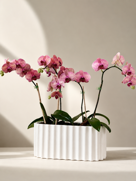 BLUSH ORCHID
