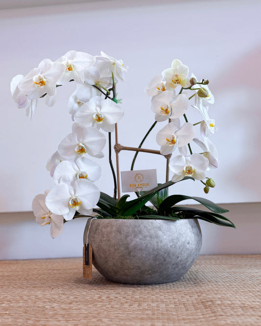 PERLE ORCHID